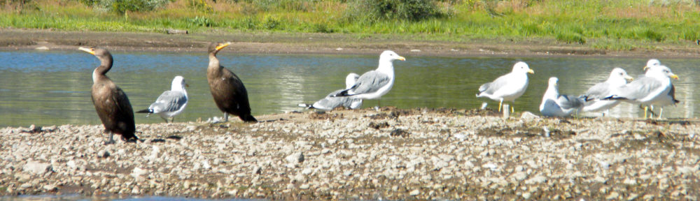 Cormorants and Gulls